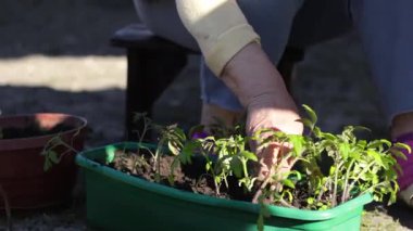 Kıdemli Kadın Elleri Domates Tohumu Ekiyor. Bahçe işleri hobisi. Deneyimli bir bahçıvanın elleri. Domates Tohumları Ekiliyor.