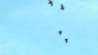 Mavi Gök 'e Karşı Siyah Uçan Kuşların Yavaş Hareketi. Soyut. Özgürlük ve Umut Sembolü.