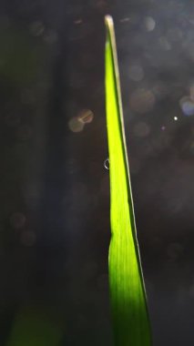 Bir Çimen Bıçağının üzerindeki yağmur damlasının dikey makro çekimi. Makroda çekilen samimi ve rahatlatıcı bir dikey video, bir damla suyu bir çimene yapışmış halde yakalıyor. Soyut yeşil arkaplan.