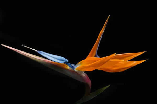 Kara Arkaplanda Cennet Kuşu