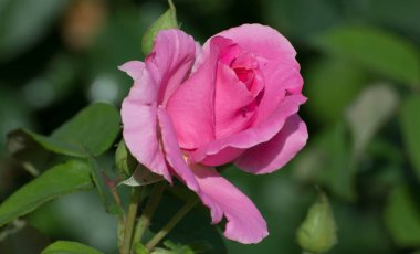 Yeşil arka planda pembe gül