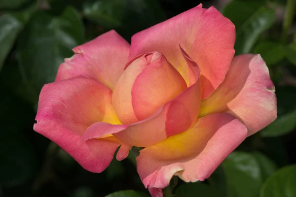 Yeşil Arkaplan 'lı Pembe Gül Bud 