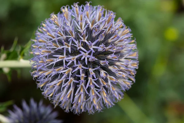 Yeşil arkaplanda Globe Thistle