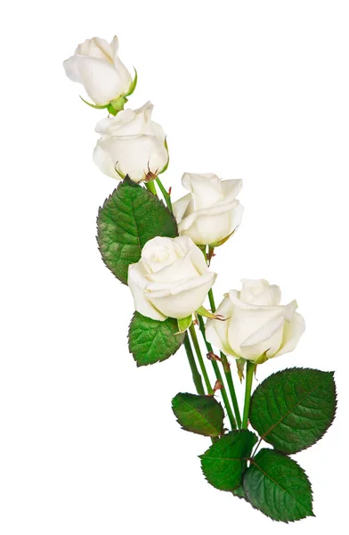 Bílé Růže Izolovaných Bílém Pozadí — Stock fotografie