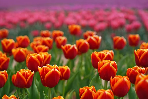 Hermosa Macro Tulipán Con Bulbo Rojo Fondo Primavera — Foto de Stock