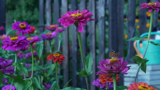 Fleurs Zinnia Soleil Dans Jardin Nom Commun Fleur Est Majeur — Video