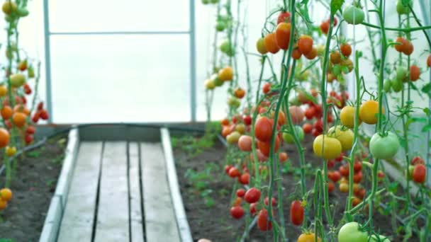 Czerwone Żółte Dojrzałe Pomidory Rosną Szklarni Świeże Pomidory Gałęzi Prywatnym — Wideo stockowe