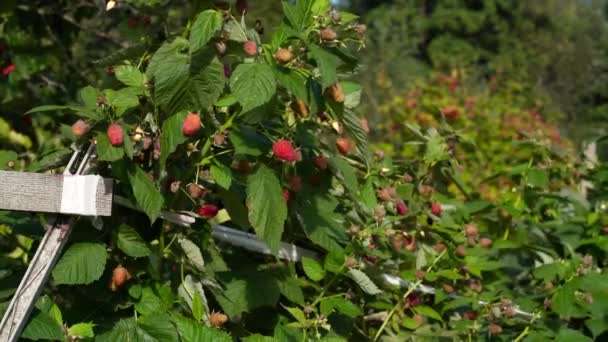 Ahududu Organik Böğürtlen Yetiştiriyorum Meyve Bahçesinde Olgun Ahududu Ahududu Çalısı — Stok video
