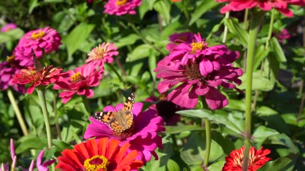庭の太陽の下でのジニアの花 花の一般的な名前は主です 夏の花に蝶 選択的焦点 — ストック動画