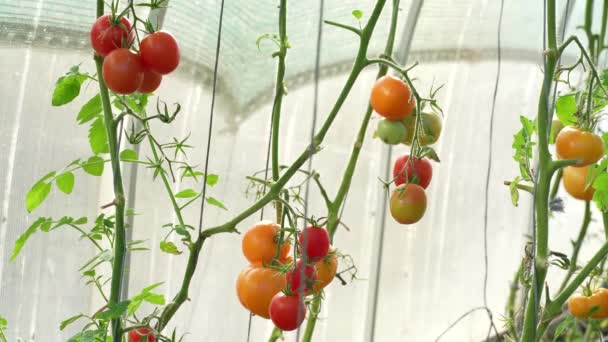 Κόκκινες Και Κίτρινες Ώριμες Ντομάτες Φυτρώνουν Θερμοκήπιο Νωπές Ντομάτες Κλαδί — Αρχείο Βίντεο