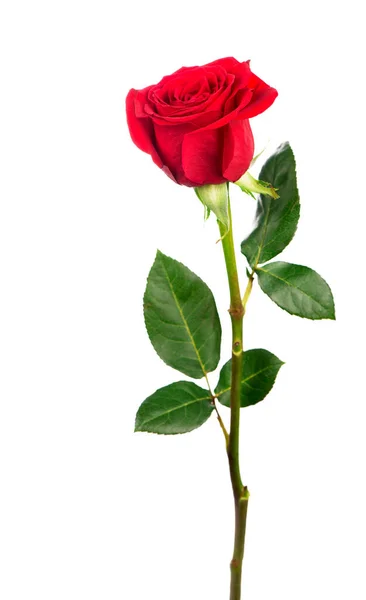 Czerwona Róża Białym Tle — Zdjęcie stockowe