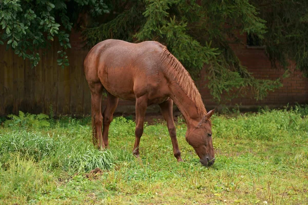 Rotes Pferd Frisst Grünes Gras Auf Einem Feld Der Nähe — Stockfoto