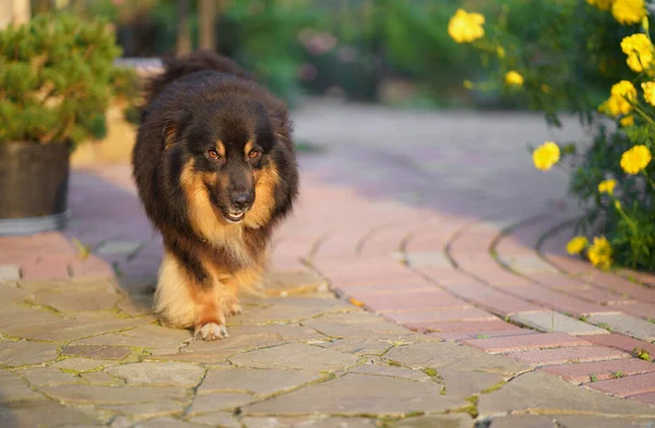 Ένα Καφέ Σκυλί Μικτής Φυλής Μια Γλώσσα Κρέμεται Έξω Και Royalty Free Εικόνες Αρχείου