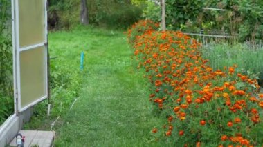 Tak tak tula. Kadife çiçekleri küçük çiçekli bir bitkidir. Aster ya da Asteraceae familyasından Marigoldların yıllık bir türüdür. Çernobrivtsi