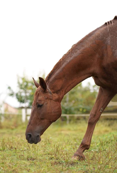 Rotes Pferd Frisst Grünes Gras Auf Einem Feld Der Nähe — Stockfoto
