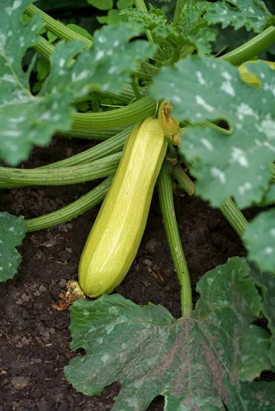 stock image Fresh zucchini ripening growing in the garden. Young vegetable and flowers.Fresh farm vegetable, harvest in organic farm