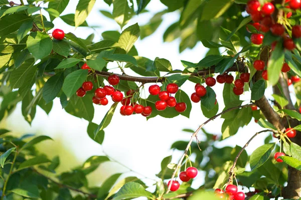 Cerejas Vermelhas Nas Árvores Pomar Tradicional — Fotografia de Stock
