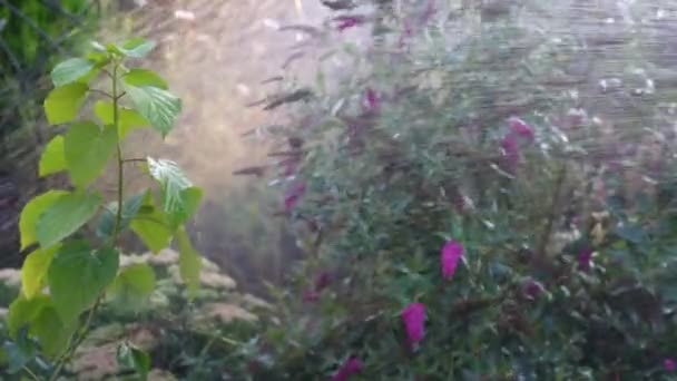 Поливати Сад Концепція Хобі Садівництва Образ Літнього Квітника Відблиском — стокове відео