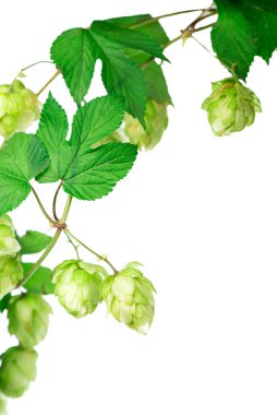 Yeşil koni yığını beyaz üzerine izole edilmiş.