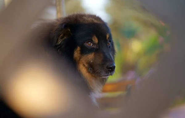 Ένα Καφέ Σκυλί Μικτής Φυλής Μια Γλώσσα Κρέμεται Έξω Και Φωτογραφία Αρχείου