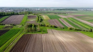 Bahar mevsiminde kolza tohumu sarı yeşil tarla, soyut doğal eko mevsimlik çiçek arkaplanı.