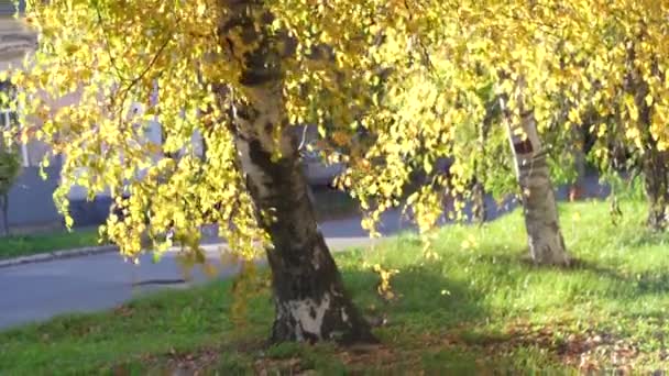 美丽的自然秋天背景 有选择的焦点 金秋白桦树 背景模糊 十月晴天的秋景 — 图库视频影像