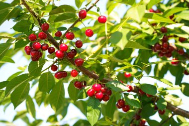 Geleneksel meyve bahçesindeki kırmızı kirazlar.