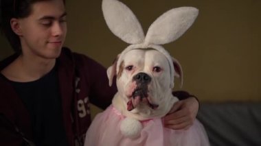 A man puts on a toy suit, bunny ears on his dog. 2023 is the Year of the Rabbit. symbols of the new year. Chinese horoscope.