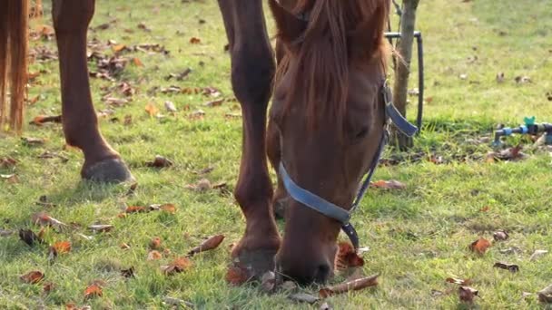那匹马在房子附近吃草 畜牧业生态农场 马背上的骑 人与动物之间的相互作用 — 图库视频影像