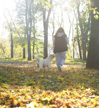 the dog plays with the mistress in the park. Close-up of a woman in a jacket and an American bulldog dog