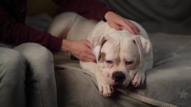woman petting her American Bulldog breed dog that sleeps on the couch
