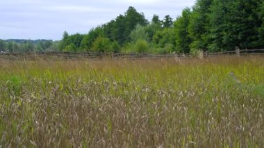 Wheat field. Ears of golden wheat close up. Beautiful nature sunset landscape. Rural landscape under bright sunlight. Background of ripening ears of meadow wheat field.