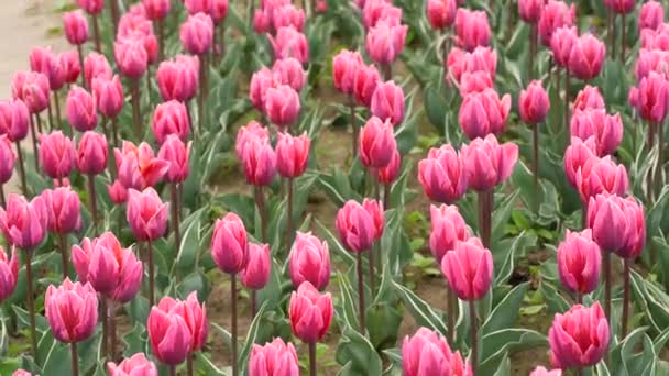 Campo Tulipanes Colores Florecientes Fondo Primavera — Vídeo de stock