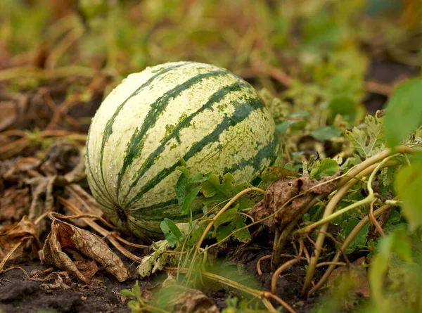 Watermelon grow in farm field. Natural watermelon growing on farmland, growing water-melon, cultivation of melon cultures.