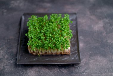 Siyah arkaplanda mikro yeşillik çeşitleri, kopyalama alanı, üst görünüm. Sağlıklı yaşam tarzı