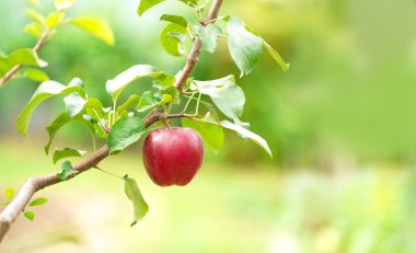 Apple tree branch with several apples, fruits on a summer morning in the garden