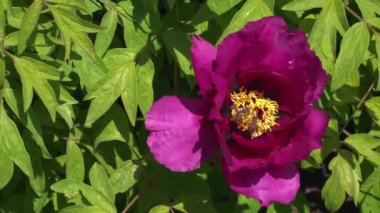 The tree peony Paeonia x suffruticosa, or semi-shrub is a hybrid species belonging to the genus peony of the peony family.