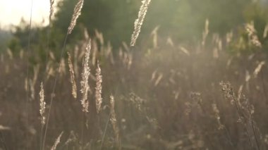 Dry grass, pampas grass seeds. Golden spikelets of grass sway in the wind against the backdrop of an autumn field. Abstract natural background. Beautiful pattern in neutral colors.