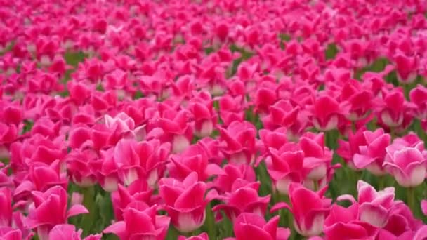 Campo Tulipanes Colores Florecientes Fondo Primavera — Vídeo de stock