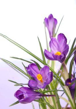Crocuses flowers isolated on white background in macro lens shot