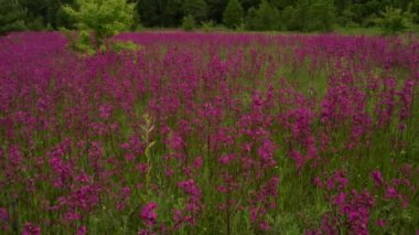 Landscape: field of flowering Ivan-tea under
