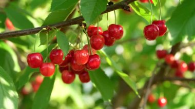 Ağaç dalında olgun kırmızı kiraz hasadı. Seçici odak.