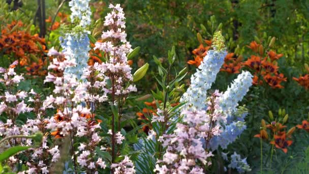 울긋불긋 들피니움 캔들델피니움 영국의 정원에서 피어나는 보라색 꽃들이 가까이 피어나는 — 비디오