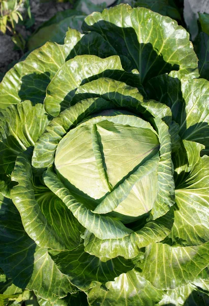 Close up top view of Cabbage. Fresh green healthy cabbage vegetable growing in the field used as food for making salad and cooking. Soft focus of Big cabbage in the garden. Head of green fresh cabbage