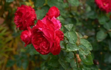 Yaz bahçesinde beyaz arka planda güzel pembe tırmanma gülleri.