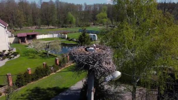 White Stork Ciconia Ciconia Sitting Nest Breeding Season Stork — Vídeos de Stock
