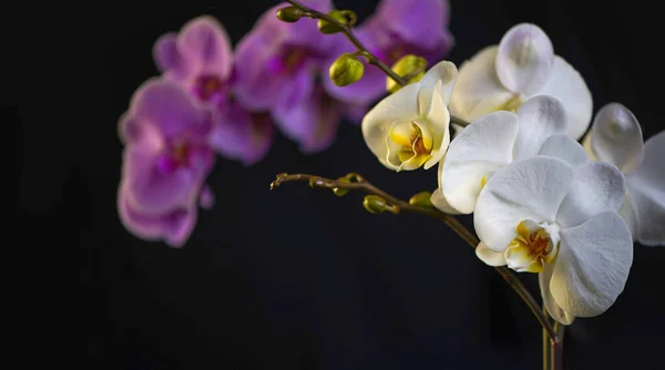 Purple Phalaenopsis orchid flower. Violet Phalaenopsis flowers. Purple flower. Blurry black background.