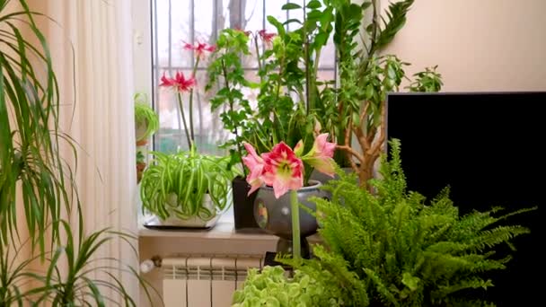 粉色羊毛脂花开花 室内植物 许多室内花卉生长在公寓的花盆里 — 图库视频影像