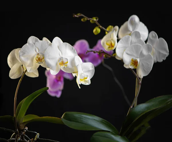 Fioletowo Białe Kwiaty Storczyka Phalaenopsis Fioletowe Kwiaty Phalaenopsis Fioletowo Biały — Zdjęcie stockowe