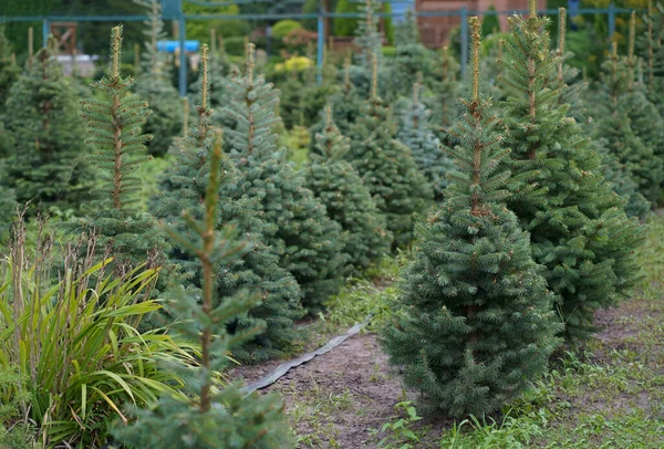 若い緑のモミのクリスマスツリー ノルトマンモミや他のモミの植物栽培の植物 クリスマスと新年のために販売する準備ができて — ストック写真